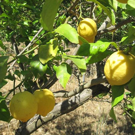 B&B I Limoni Sorso Ngoại thất bức ảnh