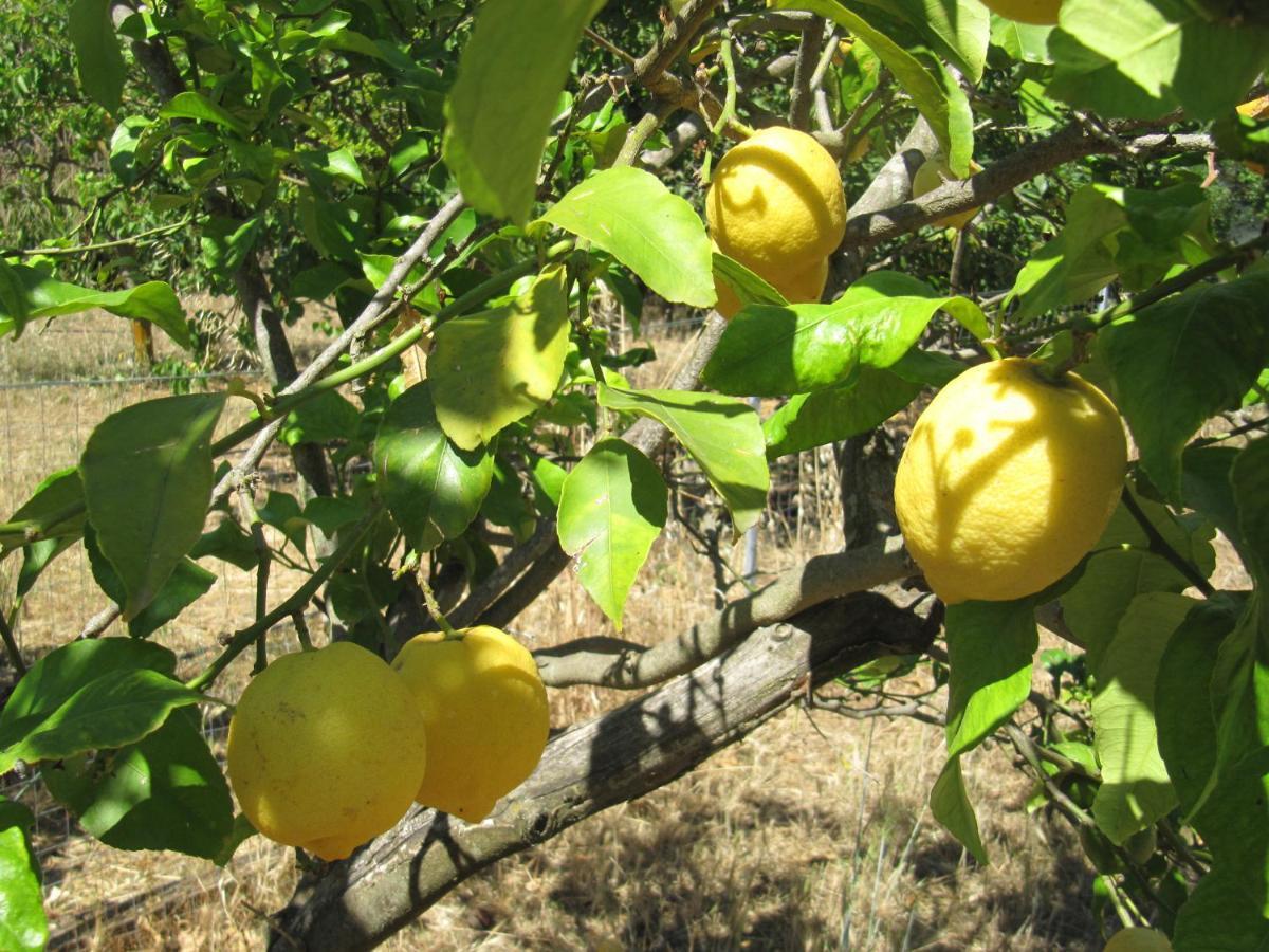 B&B I Limoni Sorso Ngoại thất bức ảnh